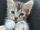 Сибирская котята в добрые руки объявление продам