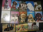 Карманные календарики Собаки 1991-95, 2013 гг объявление продам