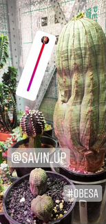Euphorbia Obesa - эуфорбия обеса, молочай