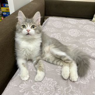 Котёнок Шампик, 4 месяца