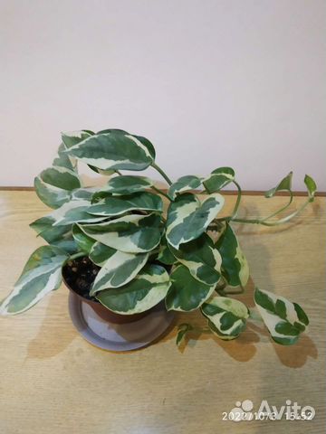 Сциндапсус(эпипремнум) Н-джой