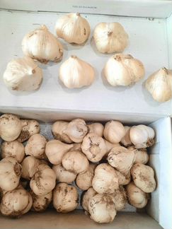 Яровой чеснок