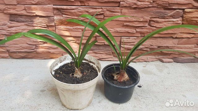 Гиппеаструм