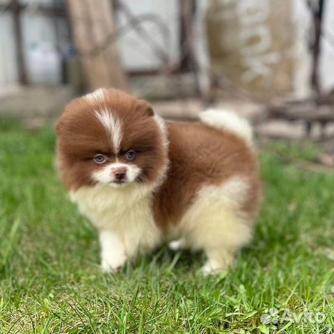 Померанский шпиц мальчик