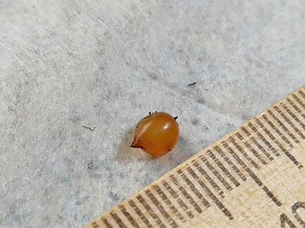 Коконы и мальки червя Дендробена Венета