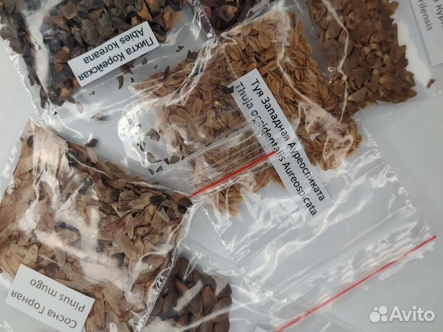 Семена лиственниц, елей, пихт, сосен и другого