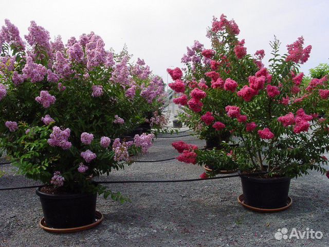 Лагерстремия семена