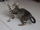 Бенгальская кошка бесплатно объявление продам