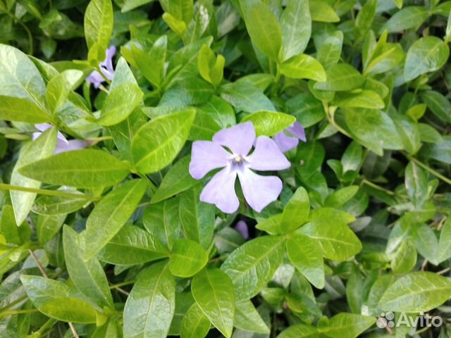 Барвинок, очиток 2 вида, высокая сентябрина