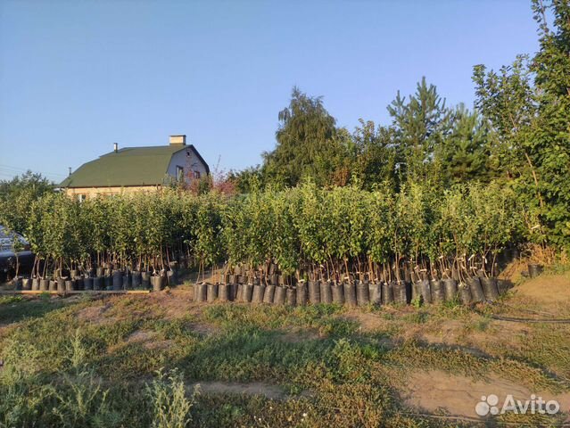 Саженцы с закрытой корневой системой