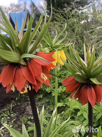 Рябчик императорский