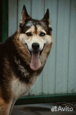 Сибирский хаски метис с разными глазами