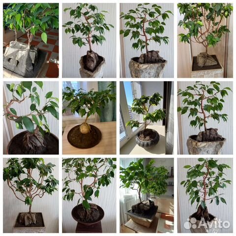 Комнатные цветы 