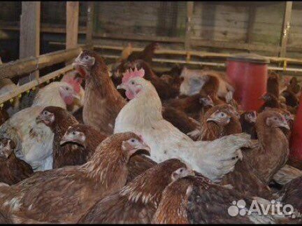 Куры и петушки молодые