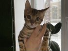 Бенгальский котенок Симба объявление продам