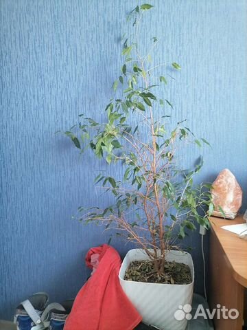 Фикус бенджамина