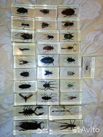Набор насекомых