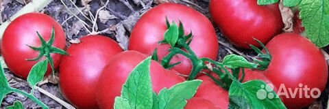 Семена Томата 
