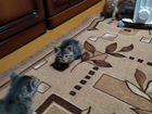 Котята невская маскарадная- сибирская объявление продам