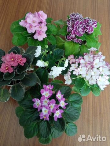 Фиалки цветущие сортовые