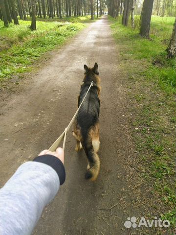 Выгул собак/догситтер