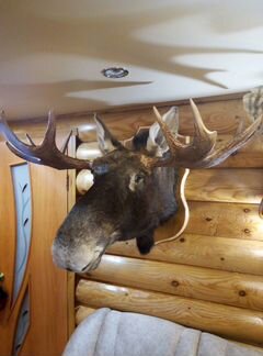 Изготовление чучел