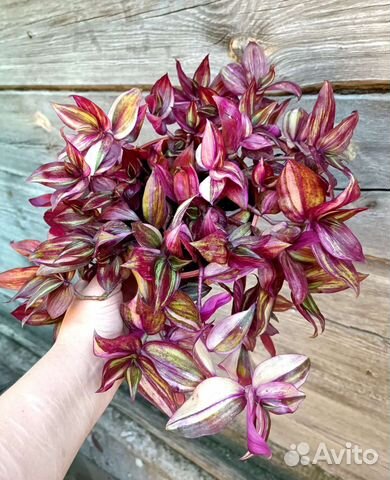 Традесканция зебрина дисколор мультиколор