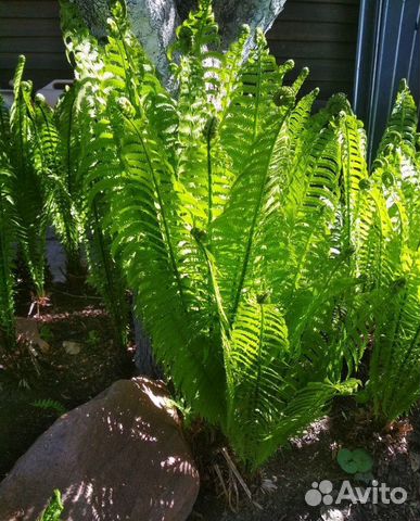 Папоротник декоративный