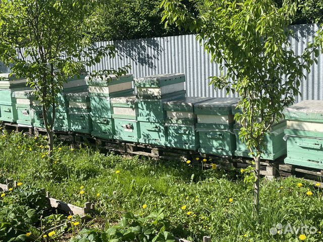 Пчелосемьи. Пчелопакеты