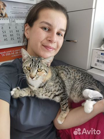 Вакцинация кошек и собак. Ветеринар на дом