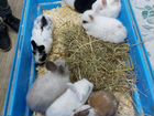 Карликовые разноцветные кролики объявление продам