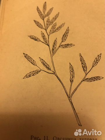 Семена овсяницы