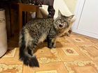 Котята мейн-кун бронь объявление продам