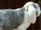 Кролики на индюшат объявление продам