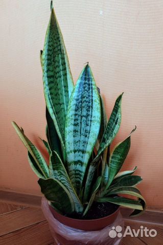 Комнатное растение