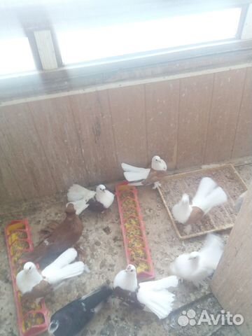 Статные голуби