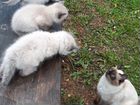 Котёнок от кошки породы Невская маскарадная объявление продам