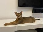 Молодая абиссинская кошка абиссинка объявление продам