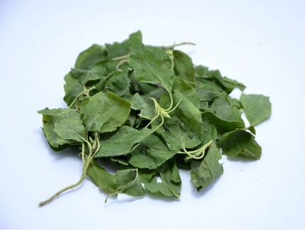 Боровая матка Ортилия однобокая 100г