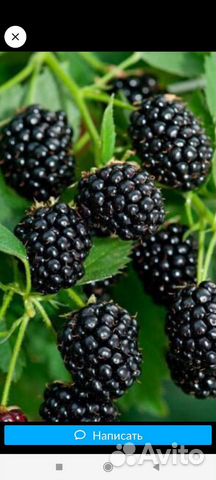 Саженцы ежевики сорт Лох Тэй