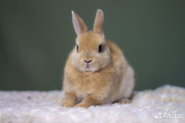 Желтый крольчонок минор