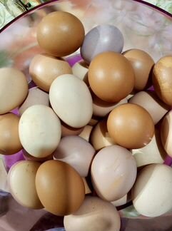 Домашние куриные яйца