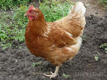 Куры молодки 3,5 мес самовывозом и с доставкой