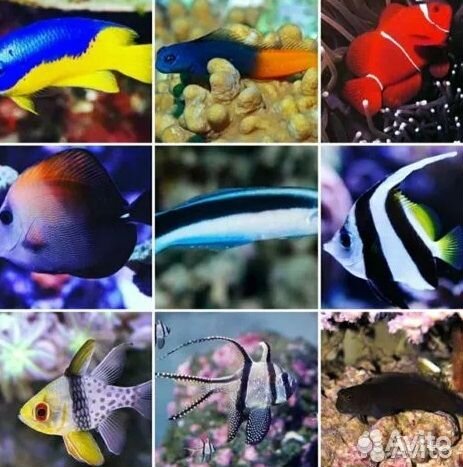 Морские рыбы, морские кораллы, морские актинии