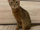 Абиссинский кот вязка(с родословной и без)