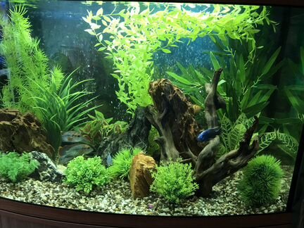 Обслуживание аквариумов