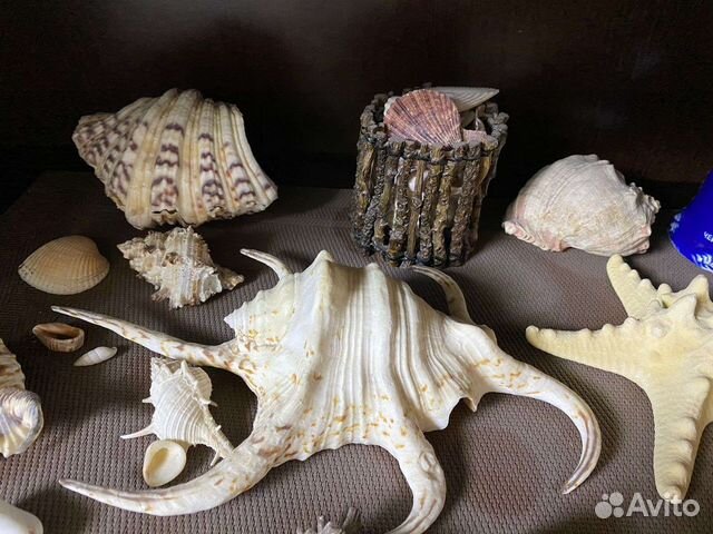 Морские ракушки