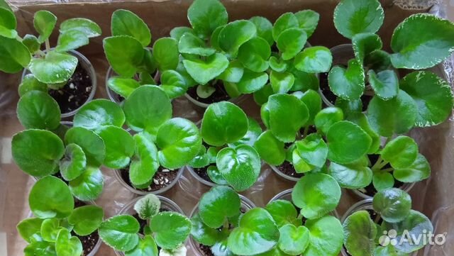 Детки сортовых фиалок