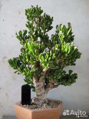 Толстянка Хоббит