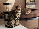 Бенгальские котята с документами объявление продам